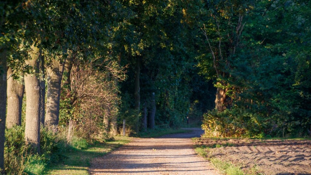 Chemin de campagne bordé d'arbres au petit matin